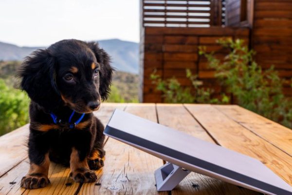 The white Starlink Mini dish sitting on a table looks small even next to a small brown dog.